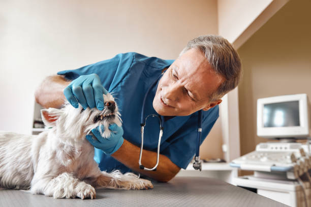 Best Broken Tooth Emergency  in Cass City, MI